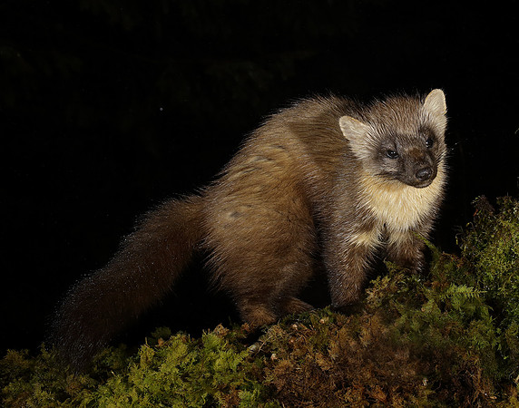 Pine Marten Martes martes
