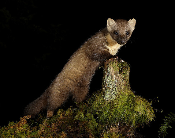 Pine Marten Martes martes