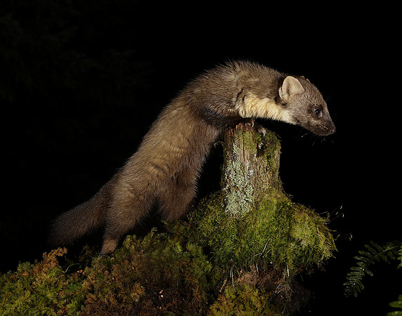 Pine Marten Martes martes