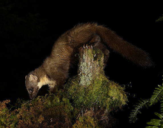 Pine Marten Martes martes
