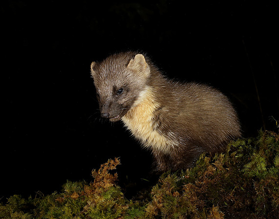 Pine Marten Martes martes
