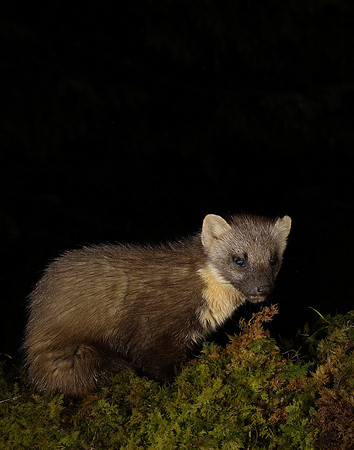 Pine Marten Martes martes