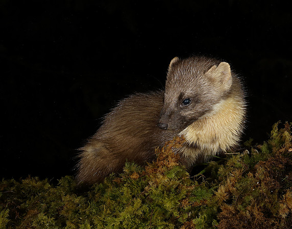 Pine Marten Martes martes