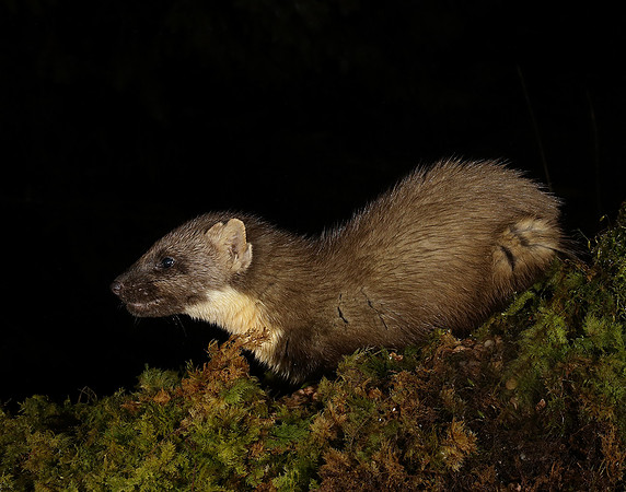 Pine Marten Martes martes