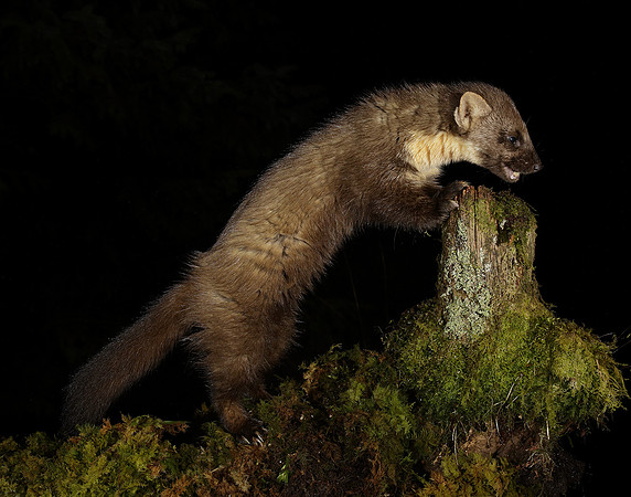 Pine Marten Martes martes