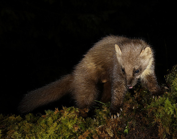 Pine Marten Martes martes