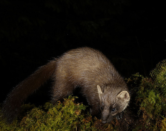Pine Marten Martes martes