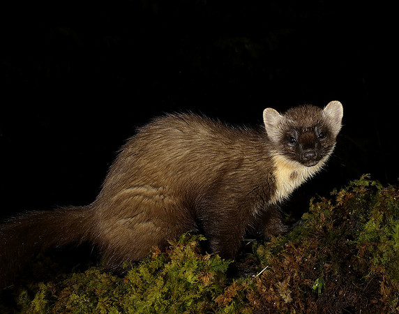 Pine Marten Martes martes