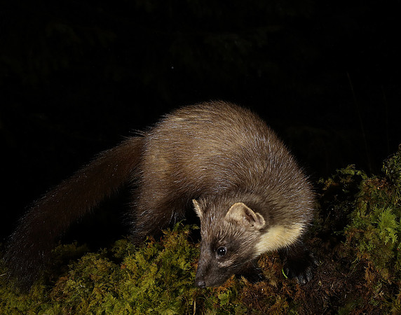 Pine Marten Martes martes