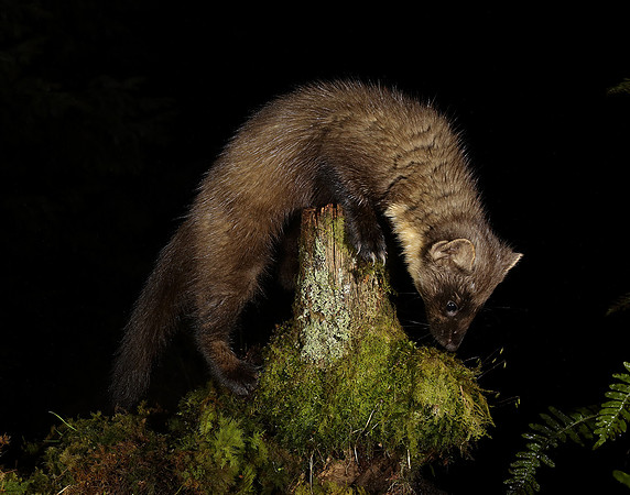Pine Marten Martes martes
