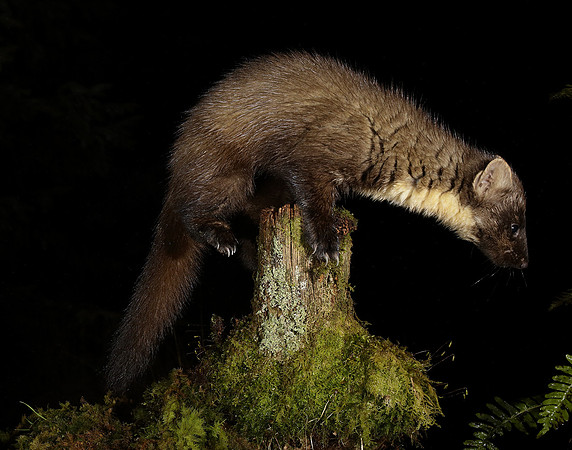 Pine Marten Martes martes