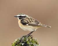 Whinchat Saxicola rubetra