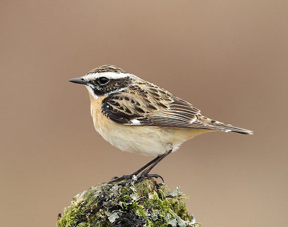 Whinchat Saxicola rubetra