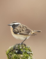 Whinchat Saxicola rubetra