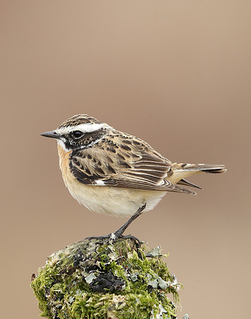 Whinchat Saxicola rubetra