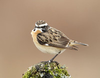 Whinchat Saxicola rubetra