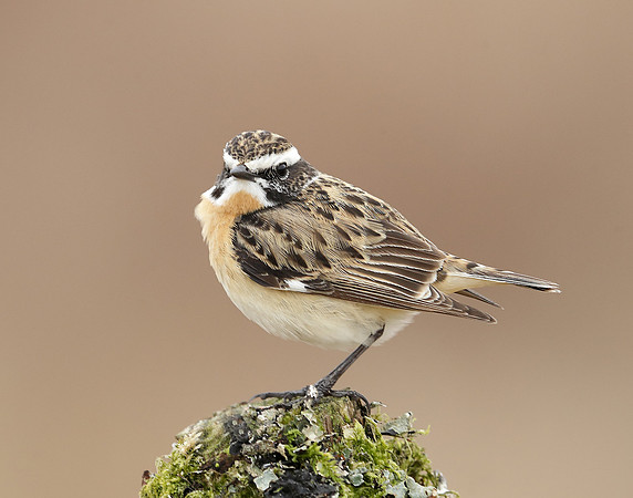 Whinchat Saxicola rubetra