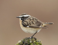 Whinchat Saxicola rubetra
