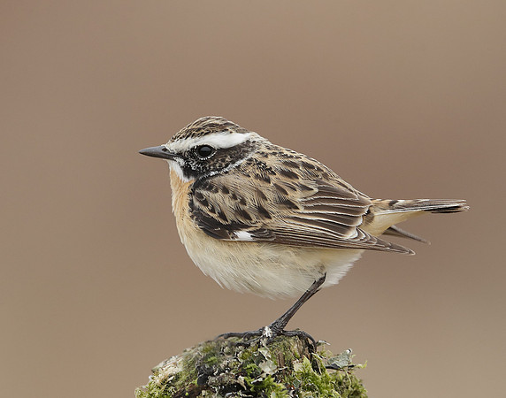 Whinchat Saxicola rubetra
