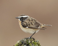 Whinchat Saxicola rubetra