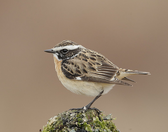 Whinchat Saxicola rubetra