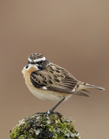 Whinchat Saxicola rubetra