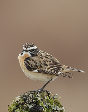 Whinchat Saxicola rubetra