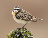 Whinchat Saxicola rubetra