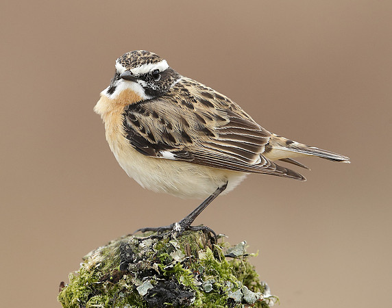 Whinchat Saxicola rubetra