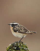 Whinchat Saxicola rubetra