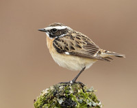 Whinchat Saxicola rubetra