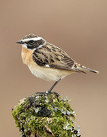 Whinchat Saxicola rubetra