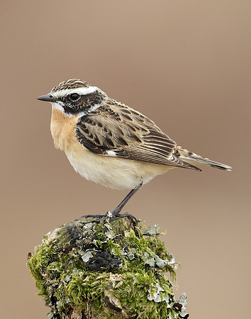 Whinchat Saxicola rubetra