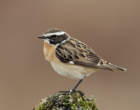 Whinchat Saxicola rubetra