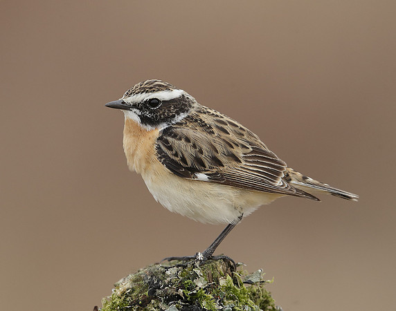 Whinchat Saxicola rubetra