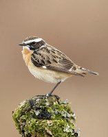 Whinchat Saxicola rubetra
