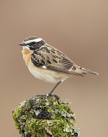 Whinchat Saxicola rubetra