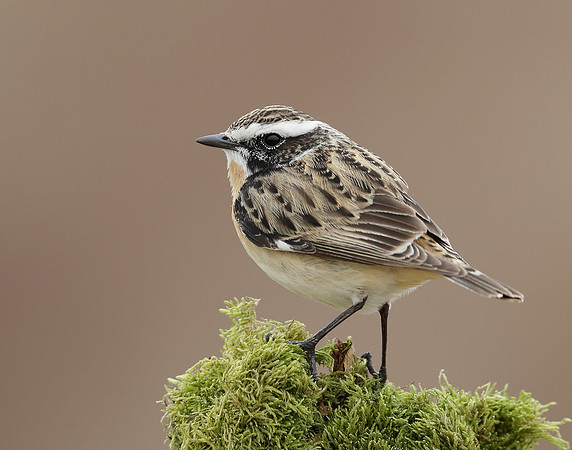 Whinchat Saxicola rubetra