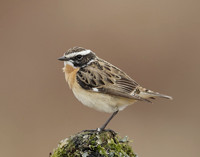 Whinchat Saxicola rubetra