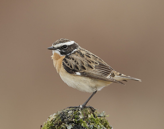 Whinchat Saxicola rubetra