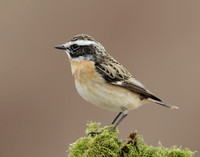 Whinchat Saxicola rubetra