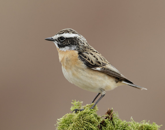 Whinchat Saxicola rubetra