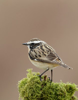 Whinchat Saxicola rubetra