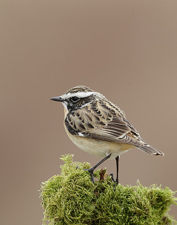 Whinchat Saxicola rubetra
