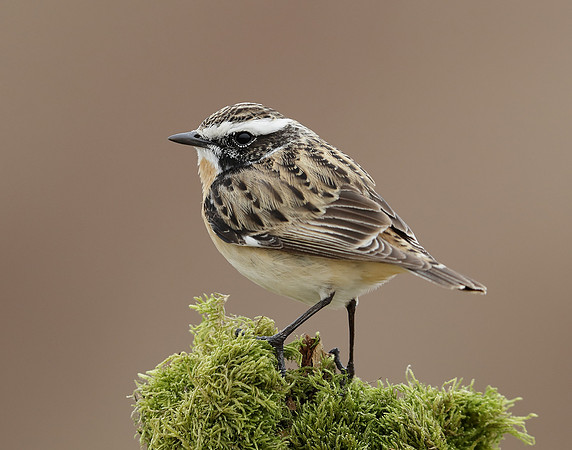 Whinchat Saxicola rubetra