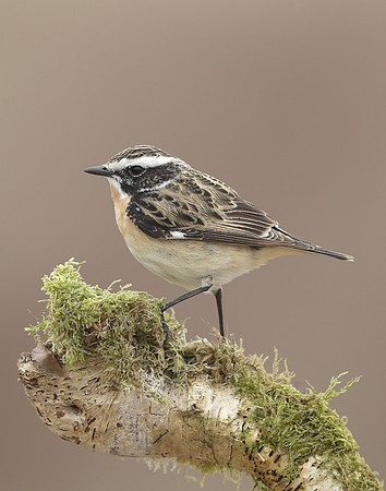 Whinchat Saxicola rubetra
