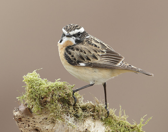 Whinchat Saxicola rubetra