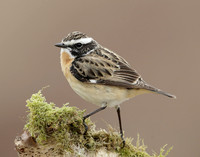 Whinchat Saxicola rubetra
