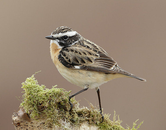 Whinchat Saxicola rubetra