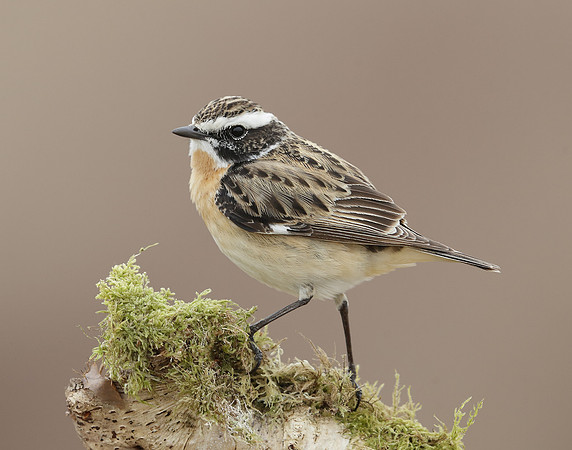 Whinchat Saxicola rubetra